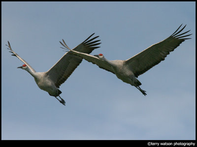 Two Cranes in Flight