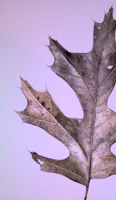 Leaf