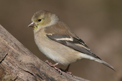 American Goldfinch