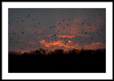 Portion of 80,000 - yes,  80,000 rooks!