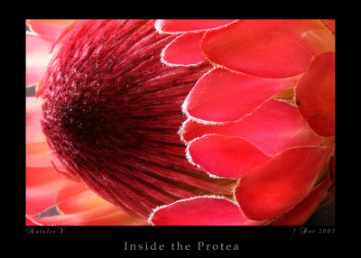 Inside the Protea