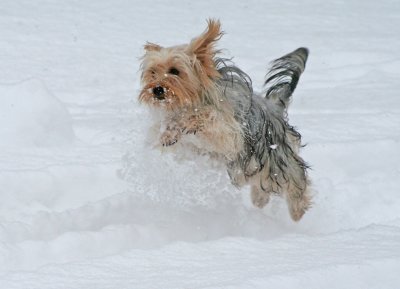  Diva jumps in the snow