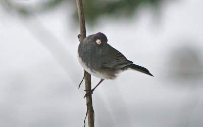  Junco