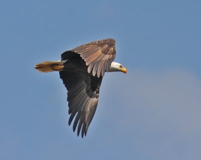 Departing Eagle