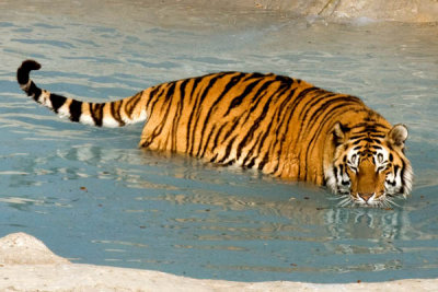 Wild Animal Sanctuary/Short swim in the pool