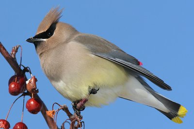 Cedar Waxwing