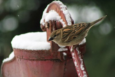 Sparrow on the pump