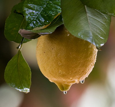 Lemon rain drops