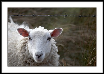 Wire Wool...