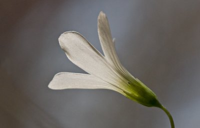 Irish Shamrock Blossom