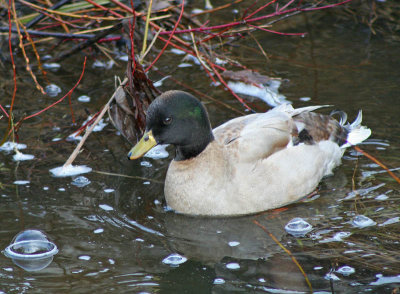 Mallard mix duck