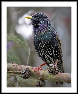 Annies Starling