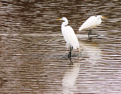 Great Egret (Ardea alba) in breeding plumage