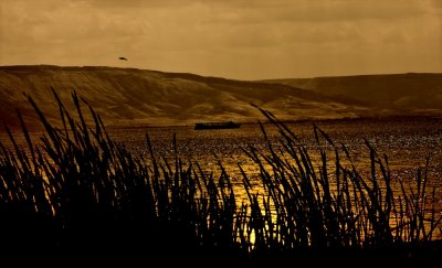 behind the rushes sepia