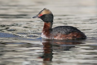 Horned Grebe on Silver Water
