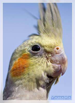 Jojo the cockatiel