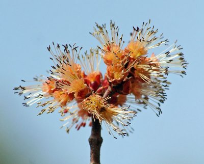 Maple Tree Bud