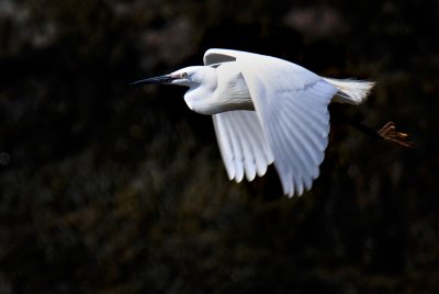 Little Egret