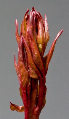 Peony Shoot