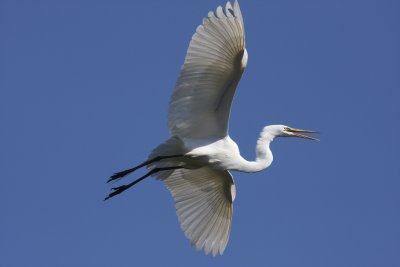 Egret
