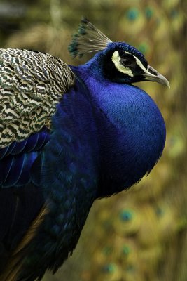Peacock Pose