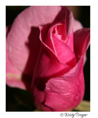 first rose.jpg