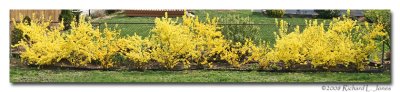 Forsythia.jpg