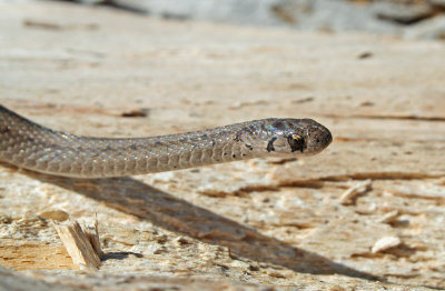 A Young Snake