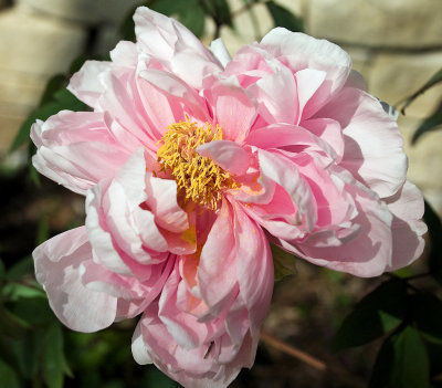 peony, pink, with pollen