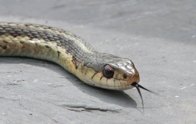 Gardner  Snake