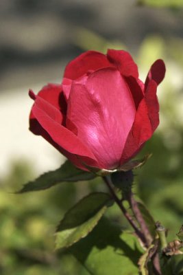 Processed Deborah's Rose
