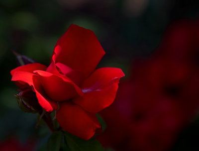 Happy Mothers Day