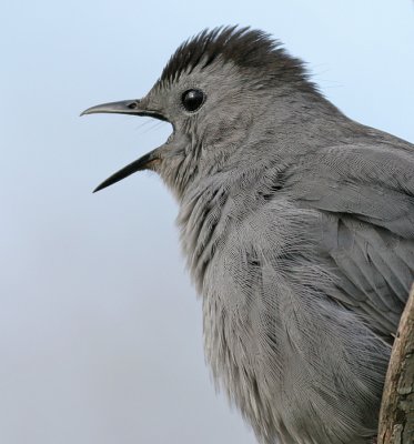 Catbird