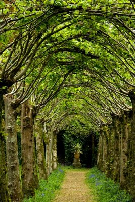 A Living Canopy