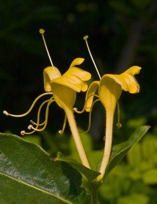 Racing Honeysuckle.