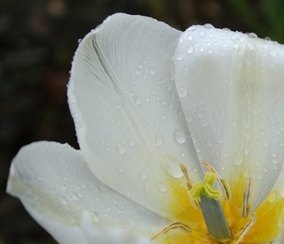  Rain inside of  a tulip