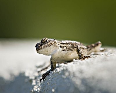 RED TAIL HAWKS, CLIFF SWALLOWS AND A LIZARD