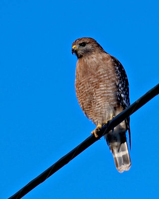 1694  Red shouldered Hawk per Charlie and I never argue a point with him, he is always right