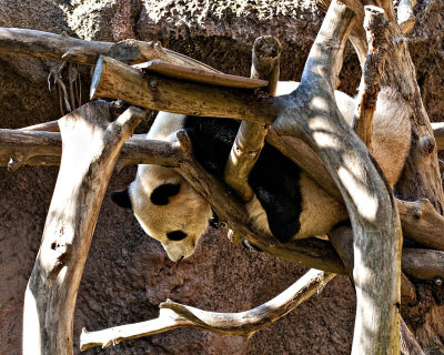 _DSC1784.jpg