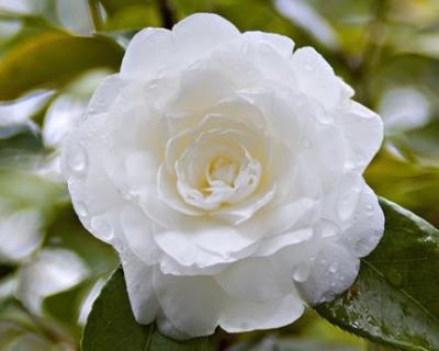 DSC_0016white camellia.jpg