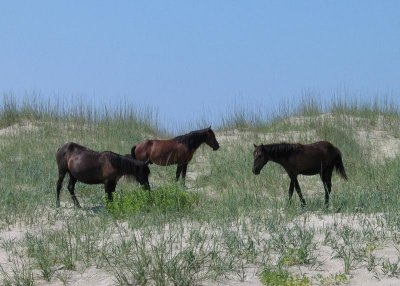 Outer Banks - July 2009