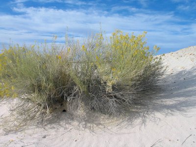 White_Sands-1005.jpg