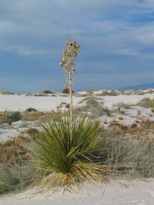 White_Sands-1016.jpg