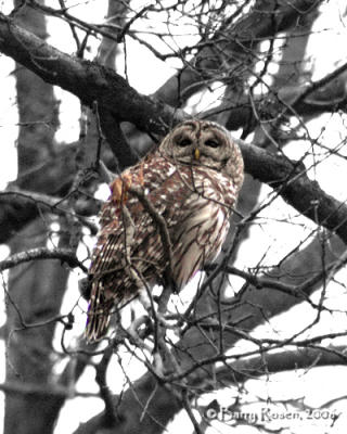 Our Visiting Barred Owl
