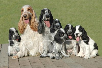This is actually a composite photo from several photos.  Hey, you try to keep 5 puppies calm enough to shoot a single photo portrait!
