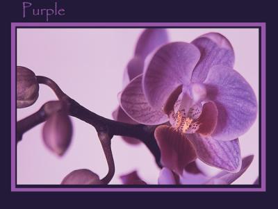 DSC_5497-Purple.jpg
