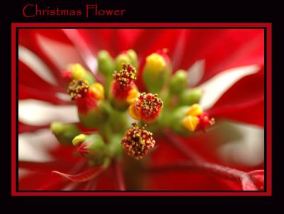 DSC_5573-Christmas-Flower.jpg