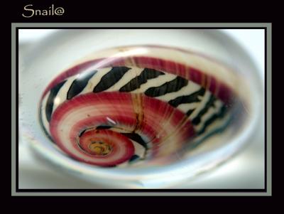 DSC_5666Snail.jpg