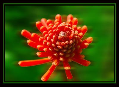 DSC_6426-18-02-06-RedFlower.jpg