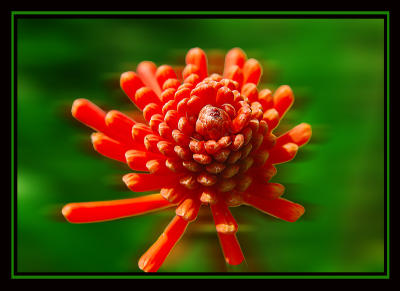 DSC_6426-18-02-06-RedFlower.jpg